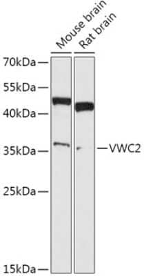 Western Blot: Brorin/VWC2 Antibody [NBP3-05639] - Western blot analysis of extracts of various cell lines, using Brorin/VWC2 antibody (NBP3-05639) at 1:1000 dilution. Secondary antibody: HRP Goat Anti-Rabbit IgG (H+L) at 1:10000 dilution. Lysates/proteins: 25ug per lane. Blocking buffer: 3% nonfat dry milk in TBST. Detection: ECL Basic Kit. Exposure time: 90s.